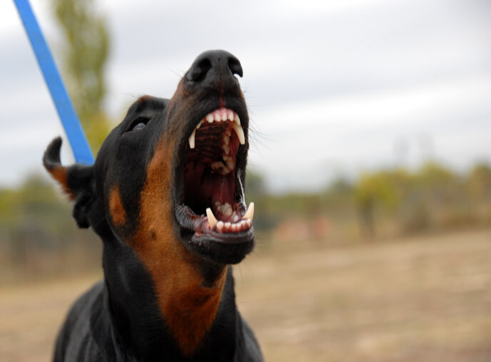 Aggressive dog barking