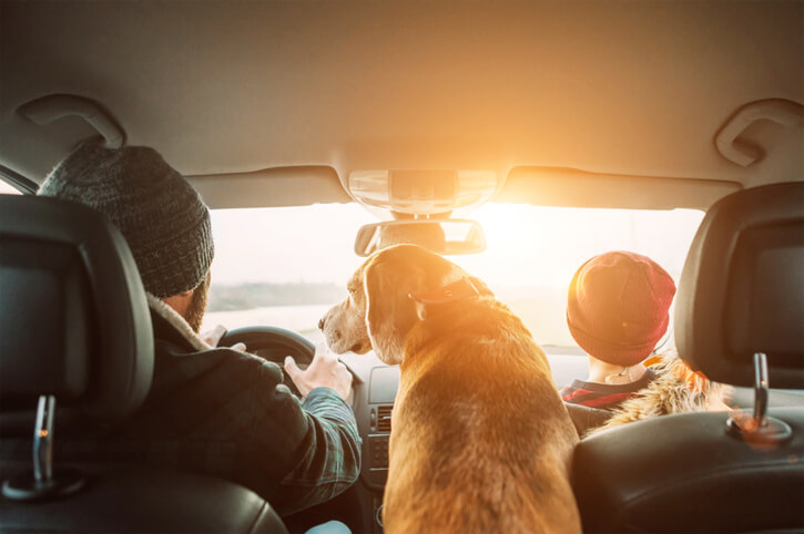 Dog sitting in car with family